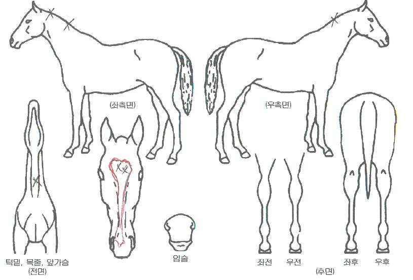 Å¥ÇǵåÇöó¿öÀÇ Ãø¸é,¿ì¸é,µÞ¸é,µÎ»ó,´Ù¸®ÀÇ Æ¯Â¡µµÇØ
