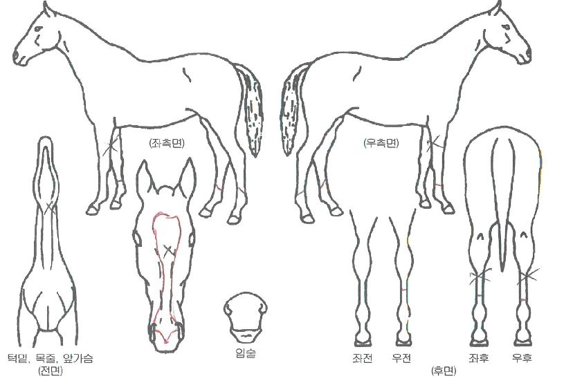 ÆÄÀ̾ÀÇ Ãø¸é,¿ì¸é,µÞ¸é,µÎ»ó,´Ù¸®ÀÇ Æ¯Â¡µµÇØ
