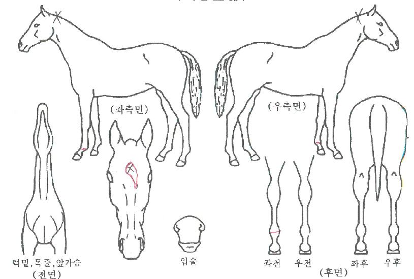 �ٿ���ڸ����� ����,���,�޸�,�λ�,�ٸ��� Ư¡����