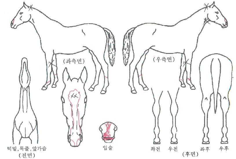 ¾î¸°¿ÕÀÚÀÇ Ãø¸é,¿ì¸é,µÞ¸é,µÎ»ó,´Ù¸®ÀÇ Æ¯Â¡µµÇØ