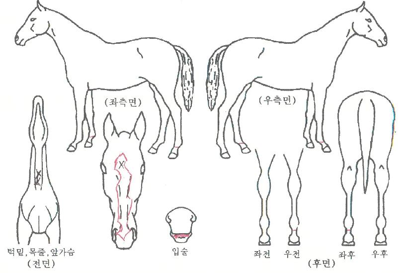 ¶óº§ºñÀÚ¸¶ÀÇ Ãø¸é,¿ì¸é,µÞ¸é,µÎ»ó,´Ù¸®ÀÇ Æ¯Â¡µµÇØ