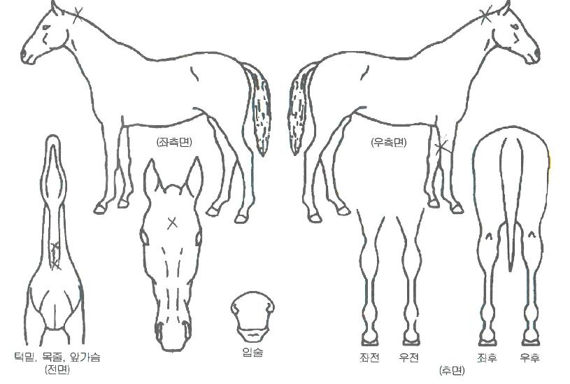 ���Ⱝ���� ����,���,�޸�,�λ�,�ٸ��� Ư¡����