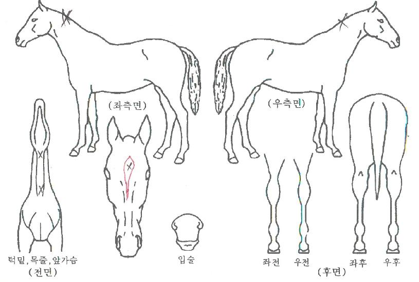 ÄýÁîÆäÀ̽ºÀÇ Ãø¸é,¿ì¸é,µÞ¸é,µÎ»ó,´Ù¸®ÀÇ Æ¯Â¡µµÇØ