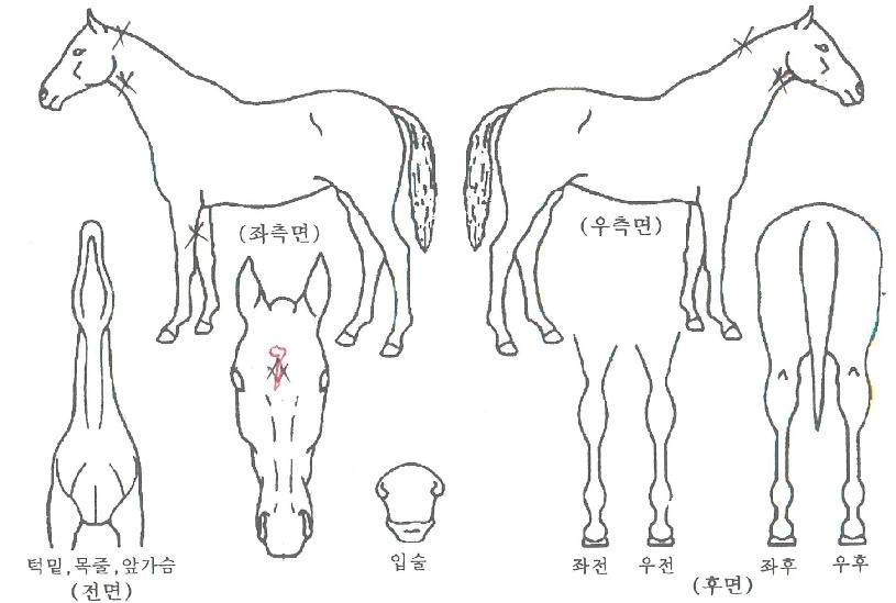 ����Ʈ��ȭ�� ����,���,�޸�,�λ�,�ٸ��� Ư¡����