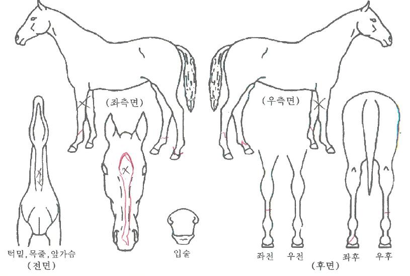 ���緹�̵��� ����,���,�޸�,�λ�,�ٸ��� Ư¡����