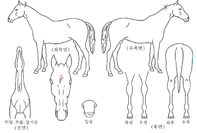 ÆÛÆåÆ®¿ö¸®¾îÀÇ Ãø¸é,¿ì¸é,µÞ¸é,µÎ»ó,´Ù¸®ÀÇ Æ¯Â¡µµÇØ