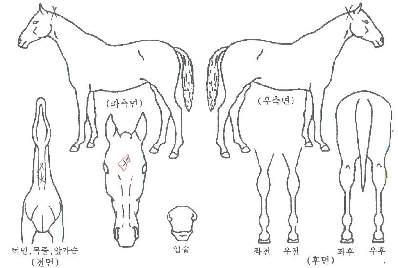 ºÒÈÄÀǸí°îÀÇ Ãø¸é,¿ì¸é,µÞ¸é,µÎ»ó,´Ù¸®ÀÇ Æ¯Â¡µµÇØ