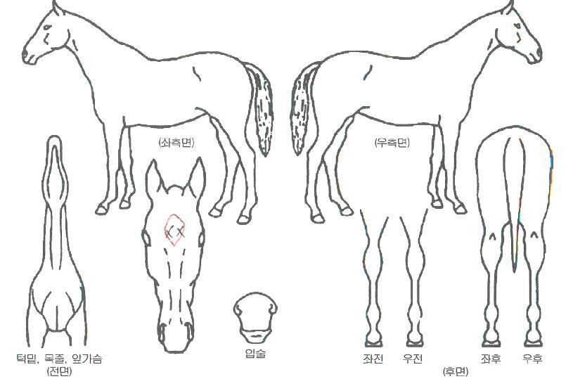 ��Ű�ʶ��� ����,���,�޸�,�λ�,�ٸ��� Ư¡����