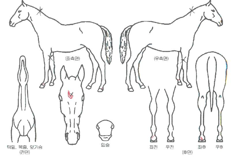 ������ȣ�� ����,���,�޸�,�λ�,�ٸ��� Ư¡����