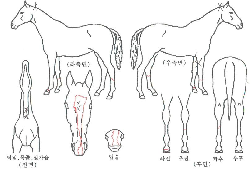 ��õ���̽��� ����,���,�޸�,�λ�,�ٸ��� Ư¡����