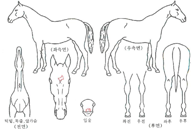 �½��屺�� ����,���,�޸�,�λ�,�ٸ��� Ư¡����