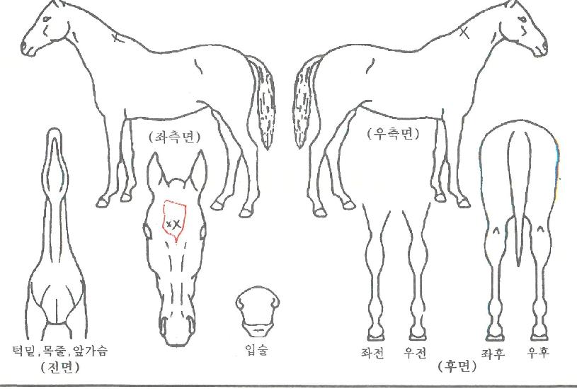 Ä«ÀÏ¿ÕÀÚÀÇ Ãø¸é,¿ì¸é,µÞ¸é,µÎ»ó,´Ù¸®ÀÇ Æ¯Â¡µµÇØ