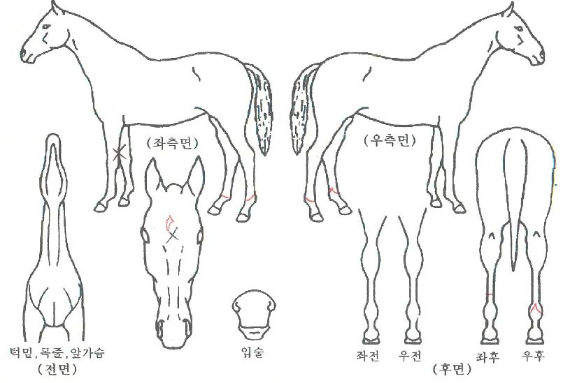 µµ³Ê¾Øµåºí¸®Ã¾ÀÚ¸¶ÀÇ Ãø¸é,¿ì¸é,µÞ¸é,µÎ»ó,´Ù¸®ÀÇ Æ¯Â¡µµÇØ