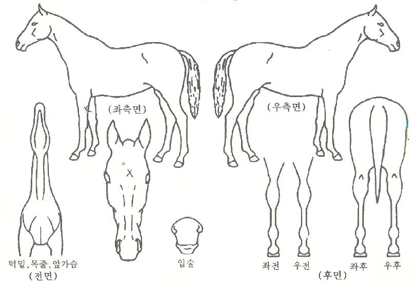 ¾ËÆÄÄÀÇ Ãø¸é,¿ì¸é,µÞ¸é,µÎ»ó,´Ù¸®ÀÇ Æ¯Â¡µµÇØ