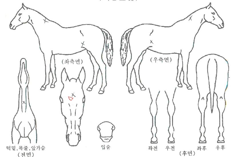 ÄݸµÅ·ÀÇ Ãø¸é,¿ì¸é,µÞ¸é,µÎ»ó,´Ù¸®ÀÇ Æ¯Â¡µµÇØ