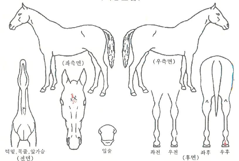 �ο����ڸ��� ����,���,�޸�,�λ�,�ٸ��� Ư¡����