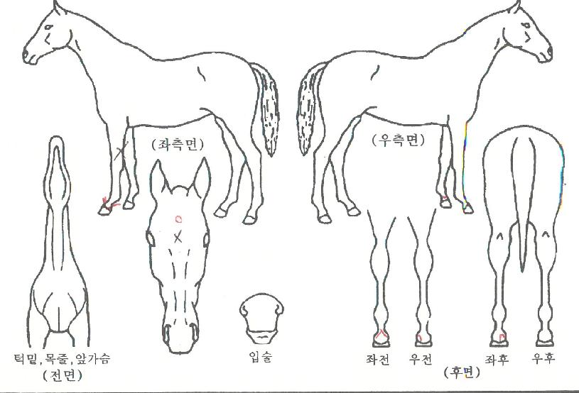 ¸àÅäÀÚ¸¶ÀÇ Ãø¸é,¿ì¸é,µÞ¸é,µÎ»ó,´Ù¸®ÀÇ Æ¯Â¡µµÇØ