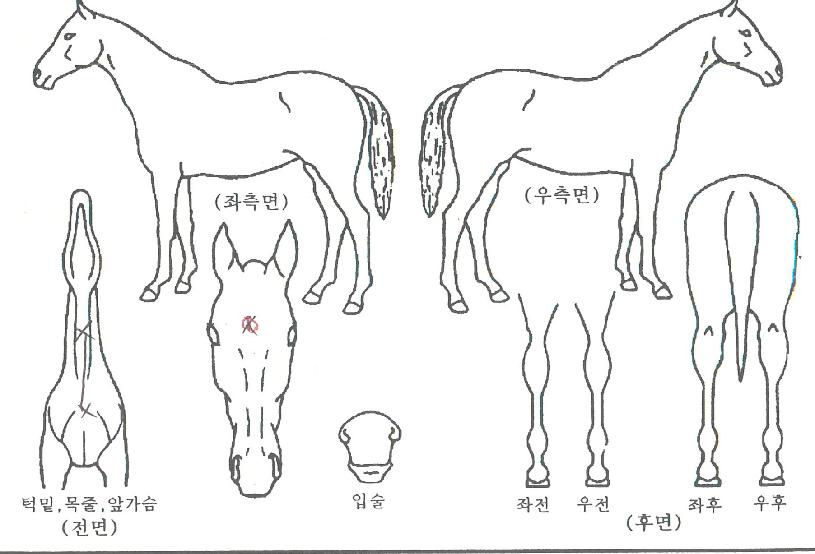 ¹Ì½ºÅÍèÇǾðÀÇ Ãø¸é,¿ì¸é,µÞ¸é,µÎ»ó,´Ù¸®ÀÇ Æ¯Â¡µµÇØ