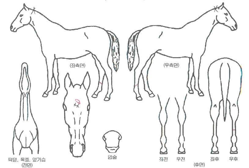 �鸸��Ʈ�ڸ��� ����,���,�޸�,�λ�,�ٸ��� Ư¡����