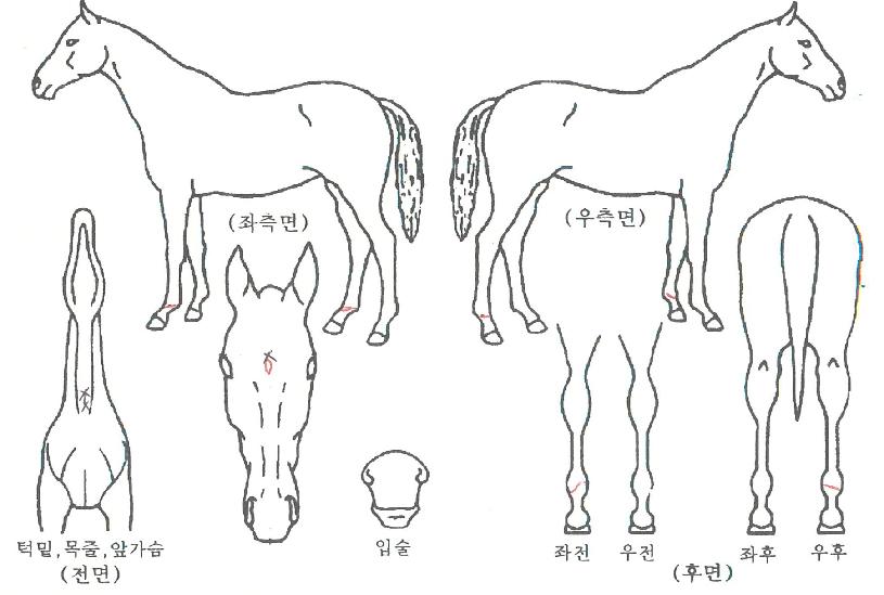 ½´¸¶ÀÇ Ãø¸é,¿ì¸é,µÞ¸é,µÎ»ó,´Ù¸®ÀÇ Æ¯Â¡µµÇØ