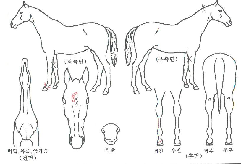 ºñ¹Ù°¶·¯ÆÛÀÇ Ãø¸é,¿ì¸é,µÞ¸é,µÎ»ó,´Ù¸®ÀÇ Æ¯Â¡µµÇØ