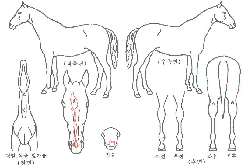 ¿ª´ëÃÖ»óÀÇ Ãø¸é,¿ì¸é,µÞ¸é,µÎ»ó,´Ù¸®ÀÇ Æ¯Â¡µµÇØ