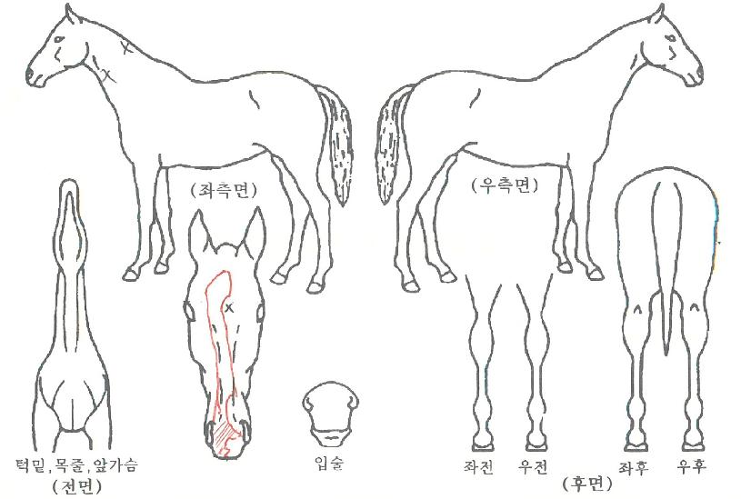 ½ÃƼèÇÁÀÇ Ãø¸é,¿ì¸é,µÞ¸é,µÎ»ó,´Ù¸®ÀÇ Æ¯Â¡µµÇØ