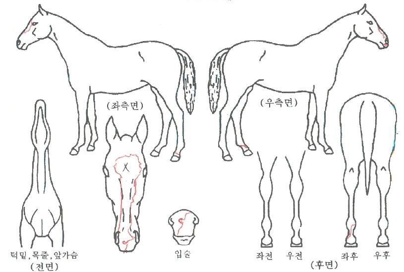 Ž��ŷ�� ����,���,�޸�,�λ�,�ٸ��� Ư¡����