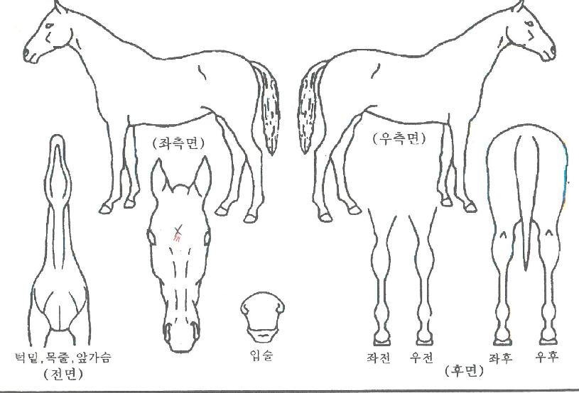 ºñÄÉÀ̸¶½ºÅÍÀÇ Ãø¸é,¿ì¸é,µÞ¸é,µÎ»ó,´Ù¸®ÀÇ Æ¯Â¡µµÇØ