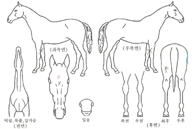 �ϴ��Ƕ��� ����,���,�޸�,�λ�,�ٸ��� Ư¡����