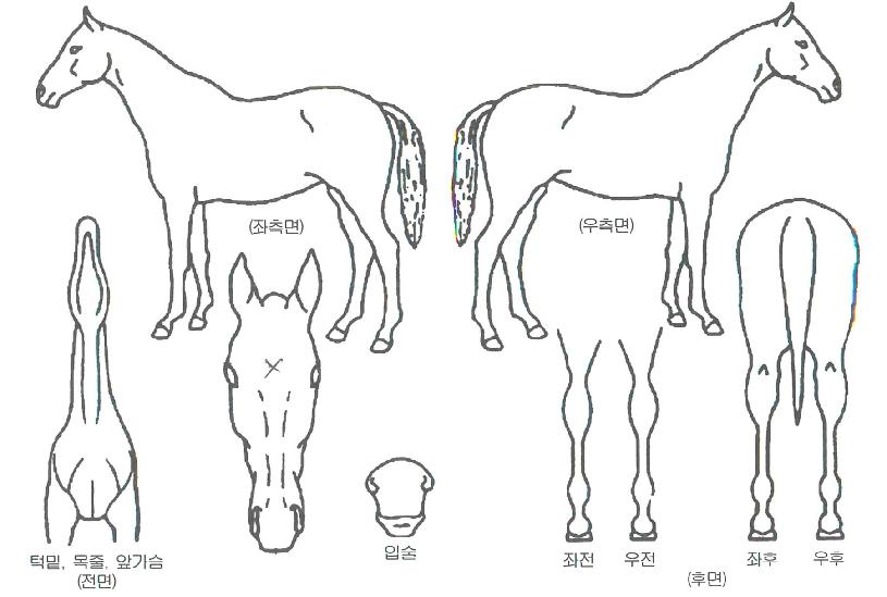 ±îÄ¥ÇѰøÁÖÀÇ Ãø¸é,¿ì¸é,µÞ¸é,µÎ»ó,´Ù¸®ÀÇ Æ¯Â¡µµÇØ