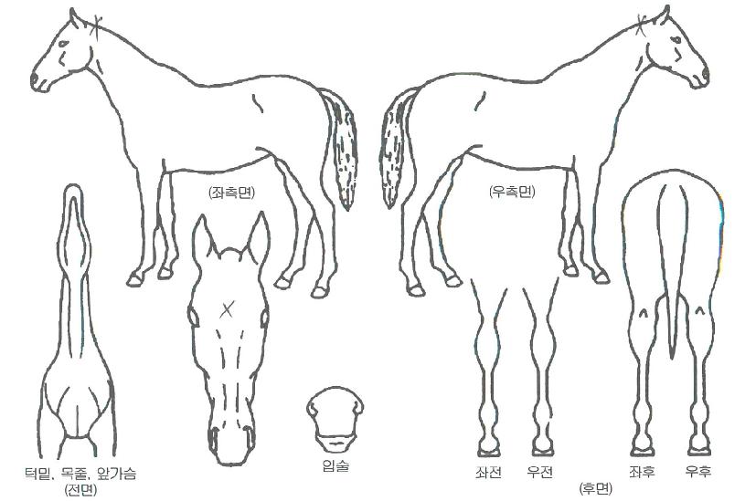 ¿¥Á¦ÀÌÁúÁÖÀÇ Ãø¸é,¿ì¸é,µÞ¸é,µÎ»ó,´Ù¸®ÀÇ Æ¯Â¡µµÇØ