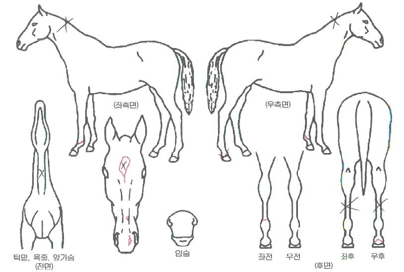õÇϸ¸¼¼ÀÇ Ãø¸é,¿ì¸é,µÞ¸é,µÎ»ó,´Ù¸®ÀÇ Æ¯Â¡µµÇØ