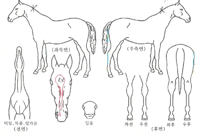 ����¯�� ����,���,�޸�,�λ�,�ٸ��� Ư¡����