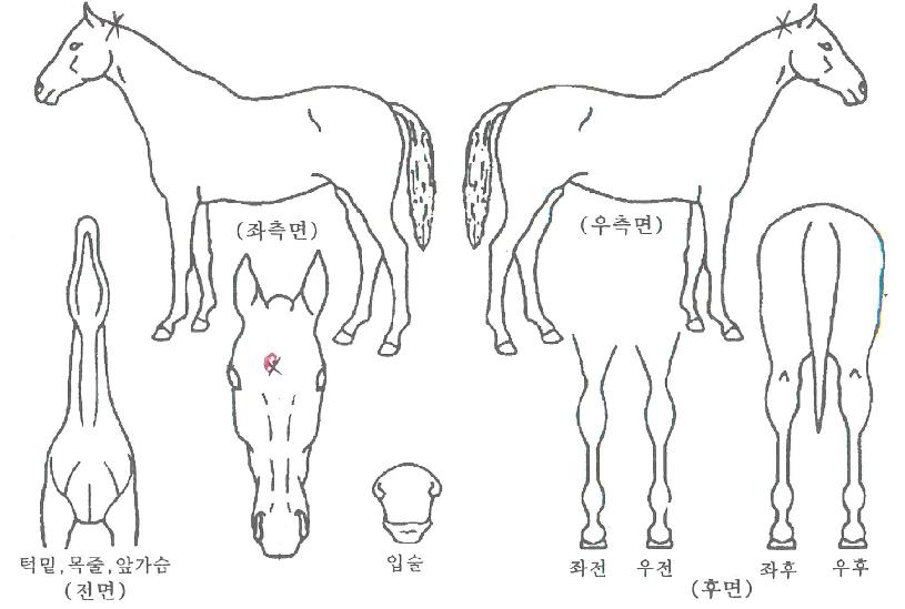 ¿Ã·£µåÀÚ¸¶ÀÇ Ãø¸é,¿ì¸é,µÞ¸é,µÎ»ó,´Ù¸®ÀÇ Æ¯Â¡µµÇØ