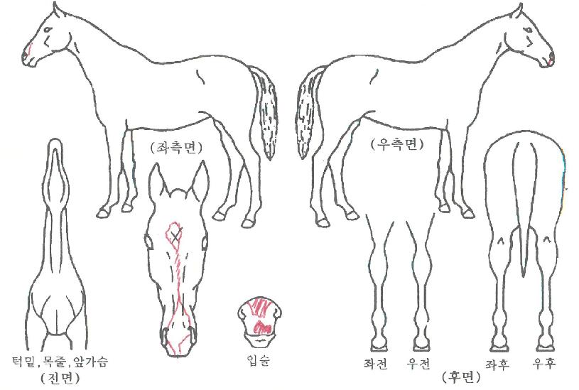 ���󸸼��� ����,���,�޸�,�λ�,�ٸ��� Ư¡����