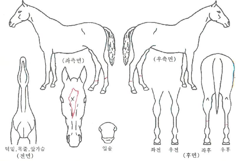 Àü½Å¹¬ÇâÀÇ Ãø¸é,¿ì¸é,µÞ¸é,µÎ»ó,´Ù¸®ÀÇ Æ¯Â¡µµÇØ