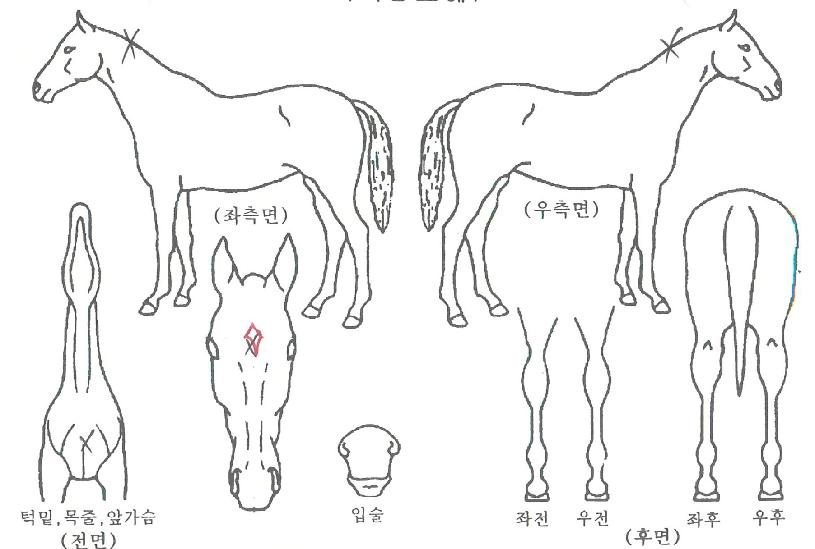 ¾ÖÀ̺ҺñÀÇ Ãø¸é,¿ì¸é,µÞ¸é,µÎ»ó,´Ù¸®ÀÇ Æ¯Â¡µµÇØ