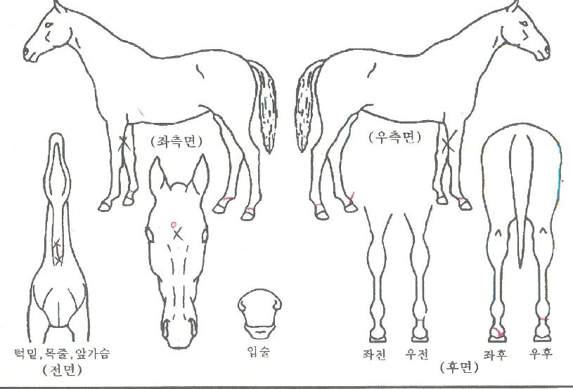 ÄÉÀÌÇÁÄÚ´õÀÚ¸¶ÀÇ Ãø¸é,¿ì¸é,µÞ¸é,µÎ»ó,´Ù¸®ÀÇ Æ¯Â¡µµÇØ