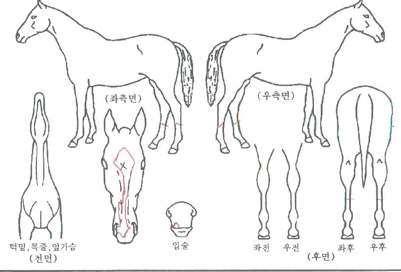 ��ġġ�� ����,���,�޸�,�λ�,�ٸ��� Ư¡����