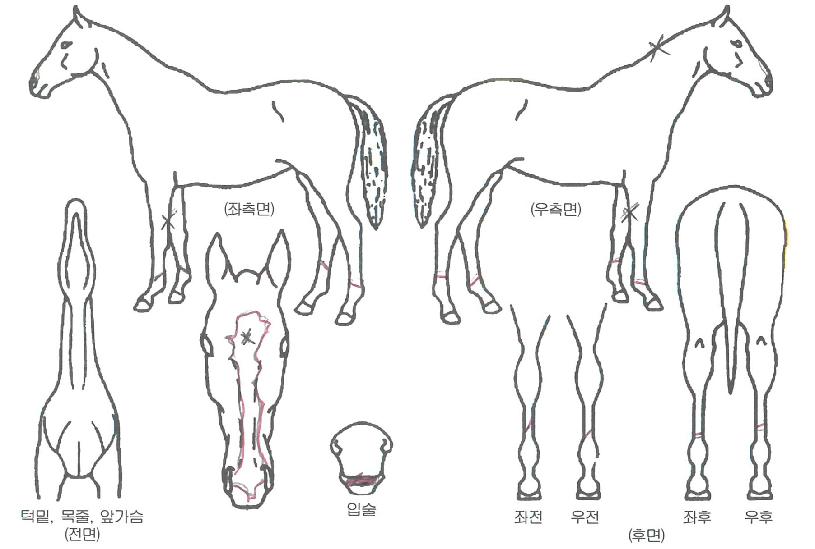 �׷��̻轺�� ����,���,�޸�,�λ�,�ٸ��� Ư¡����