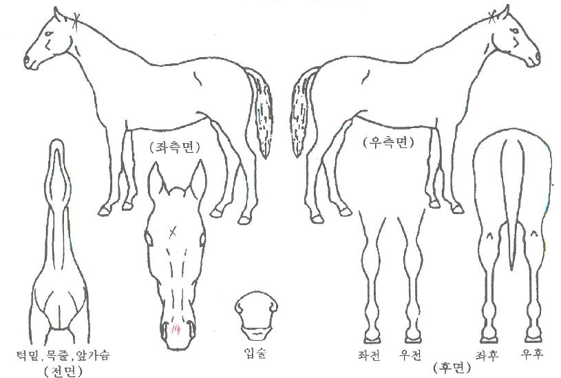 ���۸����� ����,���,�޸�,�λ�,�ٸ��� Ư¡����