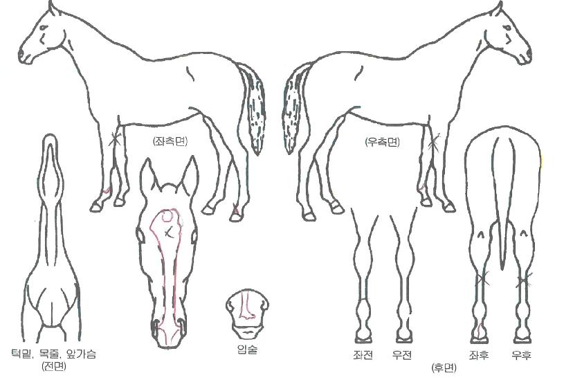 °ÔÀÓüÀÎÀúÀÇ Ãø¸é,¿ì¸é,µÞ¸é,µÎ»ó,´Ù¸®ÀÇ Æ¯Â¡µµÇØ