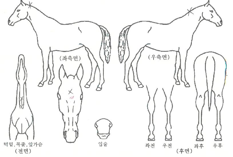 ¸µ´õÆú¸®½ºÀÚ¸¶ÀÇ Ãø¸é,¿ì¸é,µÞ¸é,µÎ»ó,´Ù¸®ÀÇ Æ¯Â¡µµÇØ