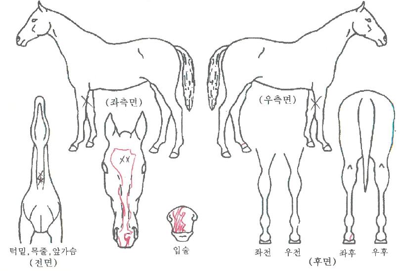 ���������� ����,���,�޸�,�λ�,�ٸ��� Ư¡����