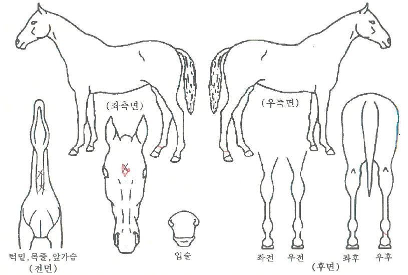 »ï´ÙºÒ²ÉÀÇ Ãø¸é,¿ì¸é,µÞ¸é,µÎ»ó,´Ù¸®ÀÇ Æ¯Â¡µµÇØ