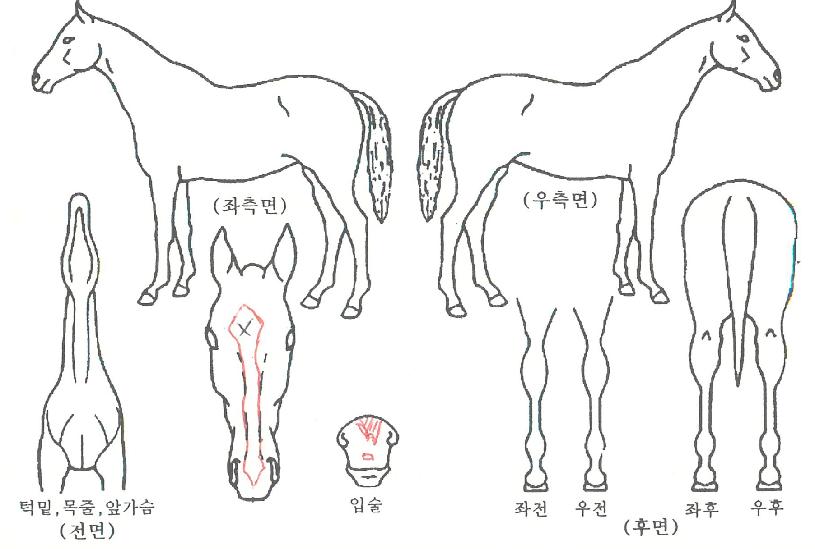 ¾Ù¸®¿£Á©ÀÚ¸¶ÀÇ Ãø¸é,¿ì¸é,µÞ¸é,µÎ»ó,´Ù¸®ÀÇ Æ¯Â¡µµÇØ