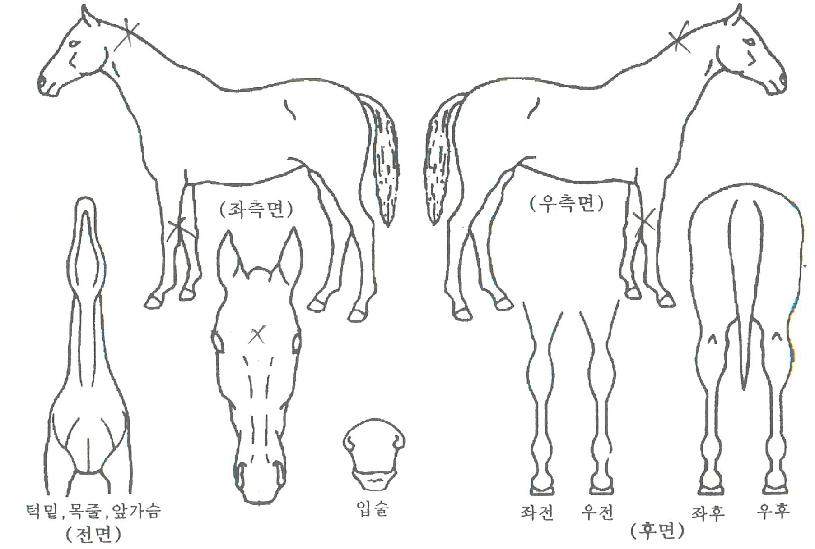 �ְ������� ����,���,�޸�,�λ�,�ٸ��� Ư¡����