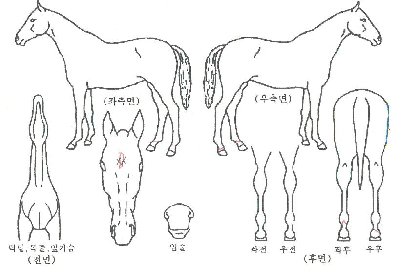 ÅõÄüÀÇ Ãø¸é,¿ì¸é,µÞ¸é,µÎ»ó,´Ù¸®ÀÇ Æ¯Â¡µµÇØ