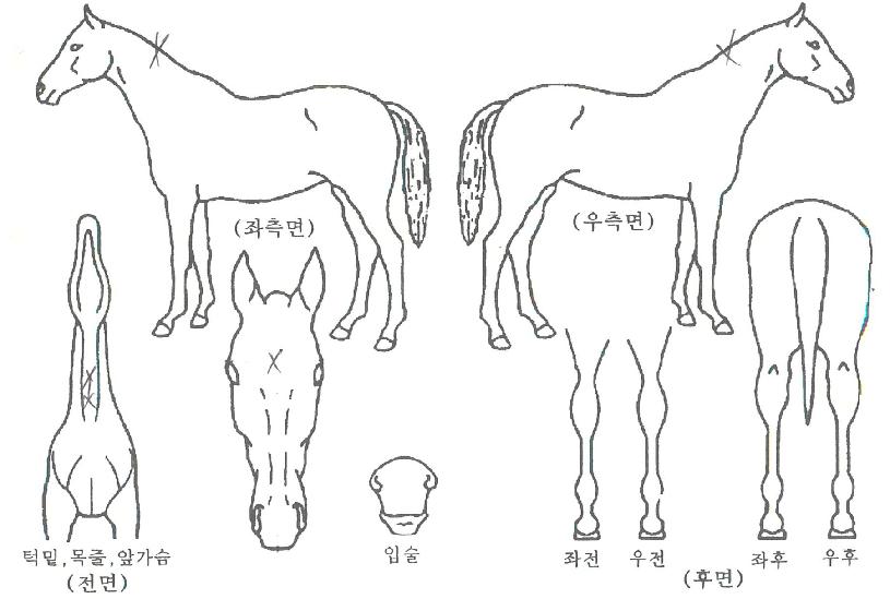 ·¹ÀÌÿÀÇ Ãø¸é,¿ì¸é,µÞ¸é,µÎ»ó,´Ù¸®ÀÇ Æ¯Â¡µµÇØ